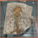 Paleontologická výstava - Hradec Králové