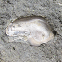 Vzorek č. 0019 - Amphidonte (Ceratostreon) sigmoidea (REUSS, 1844) - Masty
